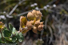 Hakea victoria