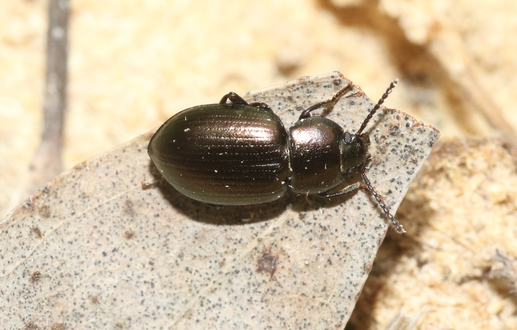 Adelium punctatissimum