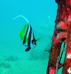 Heniochus acuminatus