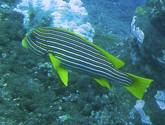 Plectorhinchus polytaenia