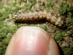 Austramathes purpurea