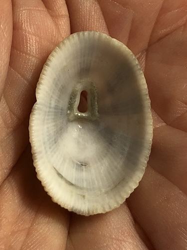 Cayenne Keyhole Limpet