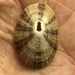 Cayenne Keyhole Limpet - Photo (c) Susan J. Hewitt, some rights reserved (CC BY-NC), uploaded by Susan J. Hewitt