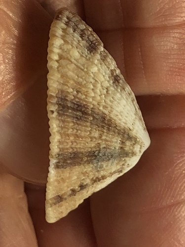 Cayenne Keyhole Limpet