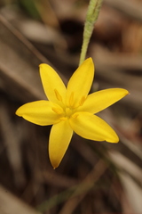 Hypoxis juncea