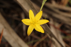 Hypoxis juncea