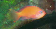 Pseudanthias hypselosoma