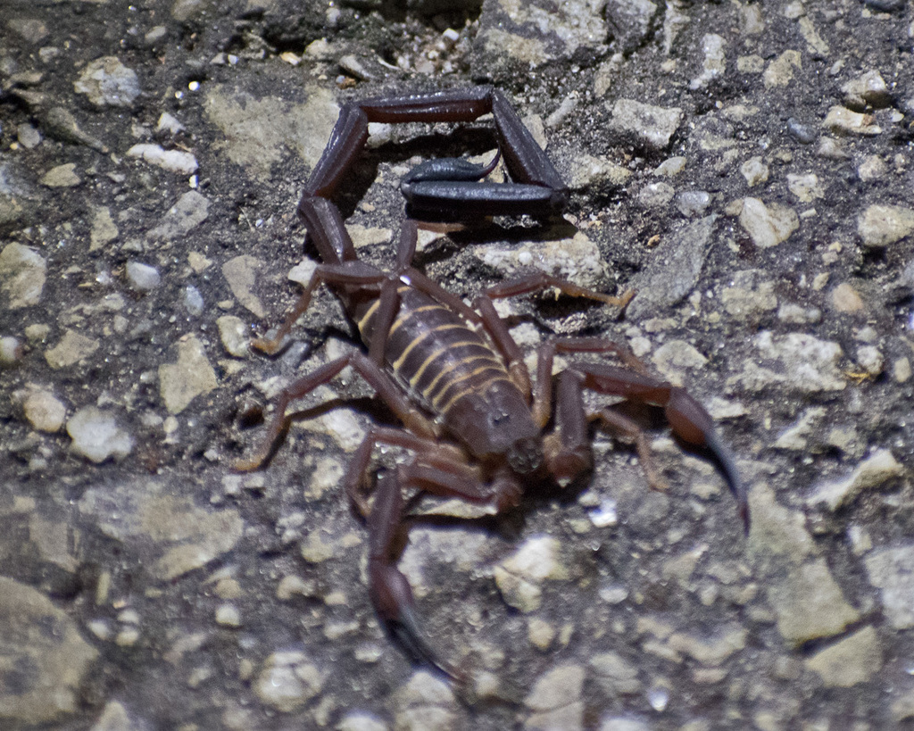 Tityus tenuicauda