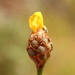 Small's Yellow-eyed Grass - Photo (c) keesling3, some rights reserved (CC BY-NC), uploaded by keesling3