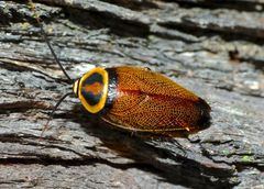 Ellipsidion reticulatum