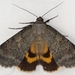 Serene Underwing - Photo (c) Ilona L, some rights reserved (CC BY-NC-SA)