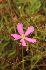 Sabatia grandiflora