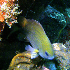Chromis
