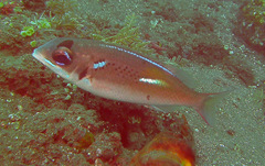 Scolopsis xenochrous