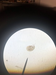 Chydoridae