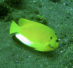 Apolemichthys trimaculatus