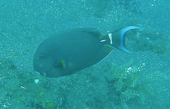 Acanthurus leucocheilus