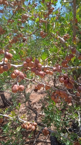 Image of Searsia pentaphylla by (c) Abdenour Kheloufi, some rights reserved (CC BY)