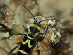 Chlorophorus curtisi