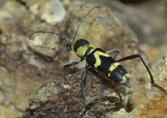 Chlorophorus curtisi