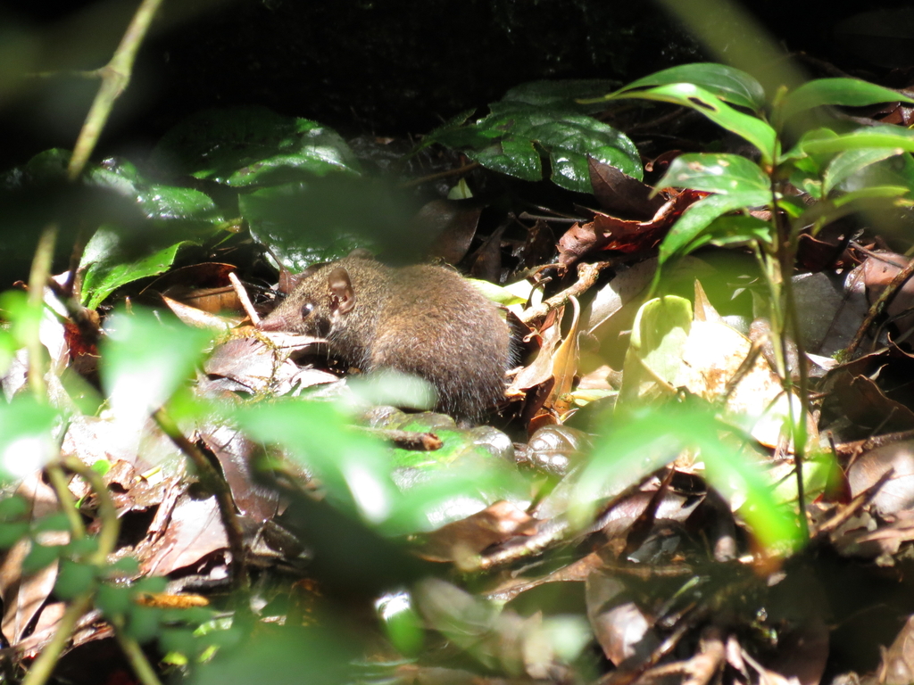 Brown Antechinus from Numinbah NSW 2484, Australia on February 1, 2012 ...