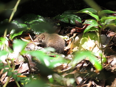 Antechinus