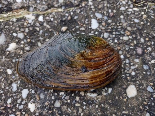škľabka riečna (Anodonta anatina)