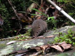 Antechinus