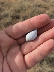 Rabdotus dealbatus dealbatus