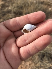 Rabdotus dealbatus dealbatus