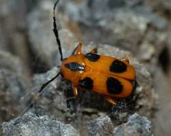 Chariderma pulchella