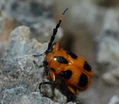 Chariderma pulchella