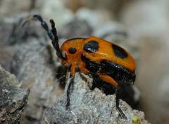 Chariderma pulchella