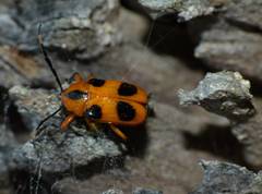 Chariderma pulchella