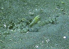 Alpheus ochrostriatus