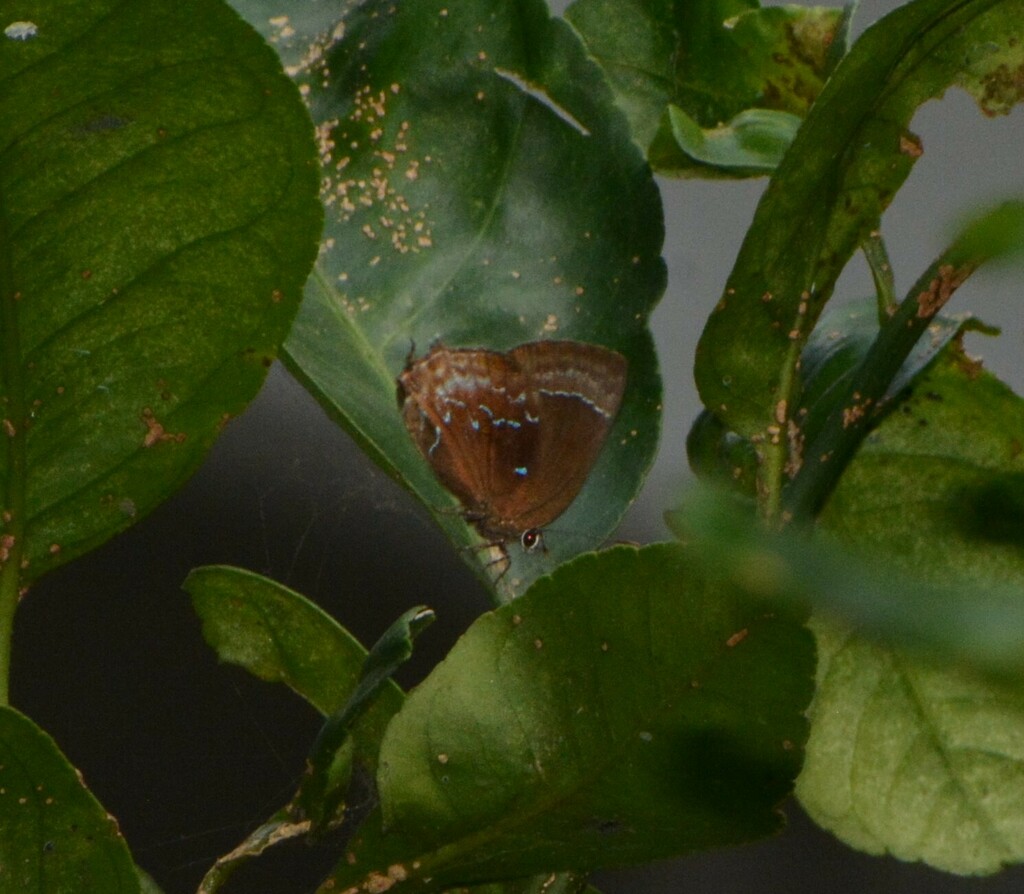 Ocaria cinerea