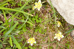 Saxifraga aspera