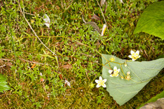 Saxifraga aspera