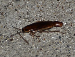 Ischnoptera bilunata