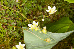 Saxifraga aspera