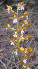 Corallorhiza maculata occidentalis