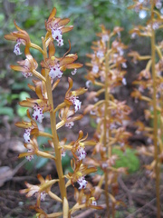 Corallorhiza maculata occidentalis