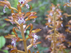 Corallorhiza maculata occidentalis