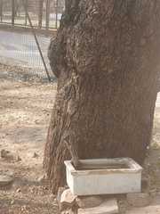 Funambulus pennantii