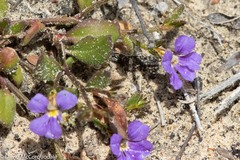 Scaevola calliptera