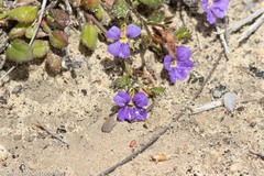 Scaevola calliptera