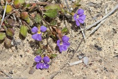 Scaevola calliptera