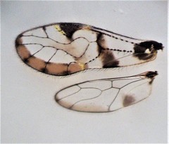 Abelopsocus basipunctatus