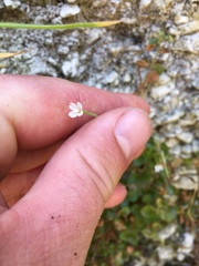 Epilobium rotundifolium