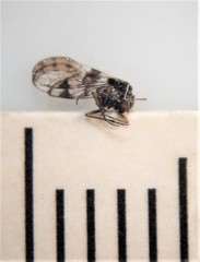 Abelopsocus basipunctatus